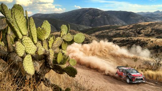 C3 WRC - Rencontre avec un cactus - Rallye du Mexique